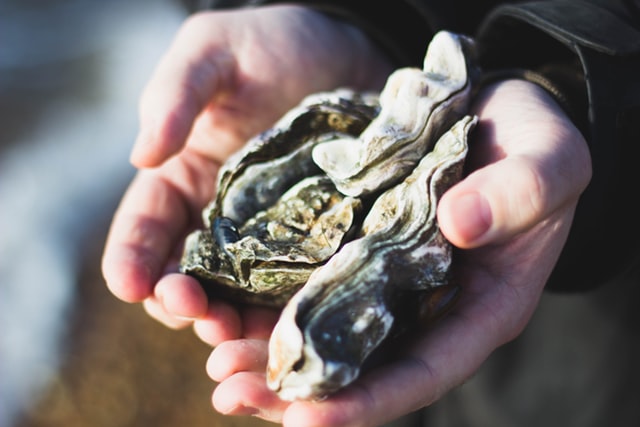 two-hands-holding-two-oysters