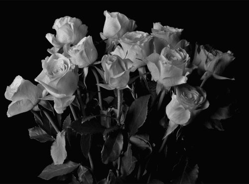 love-languages-black-and-white-wilting-vase-of-roses